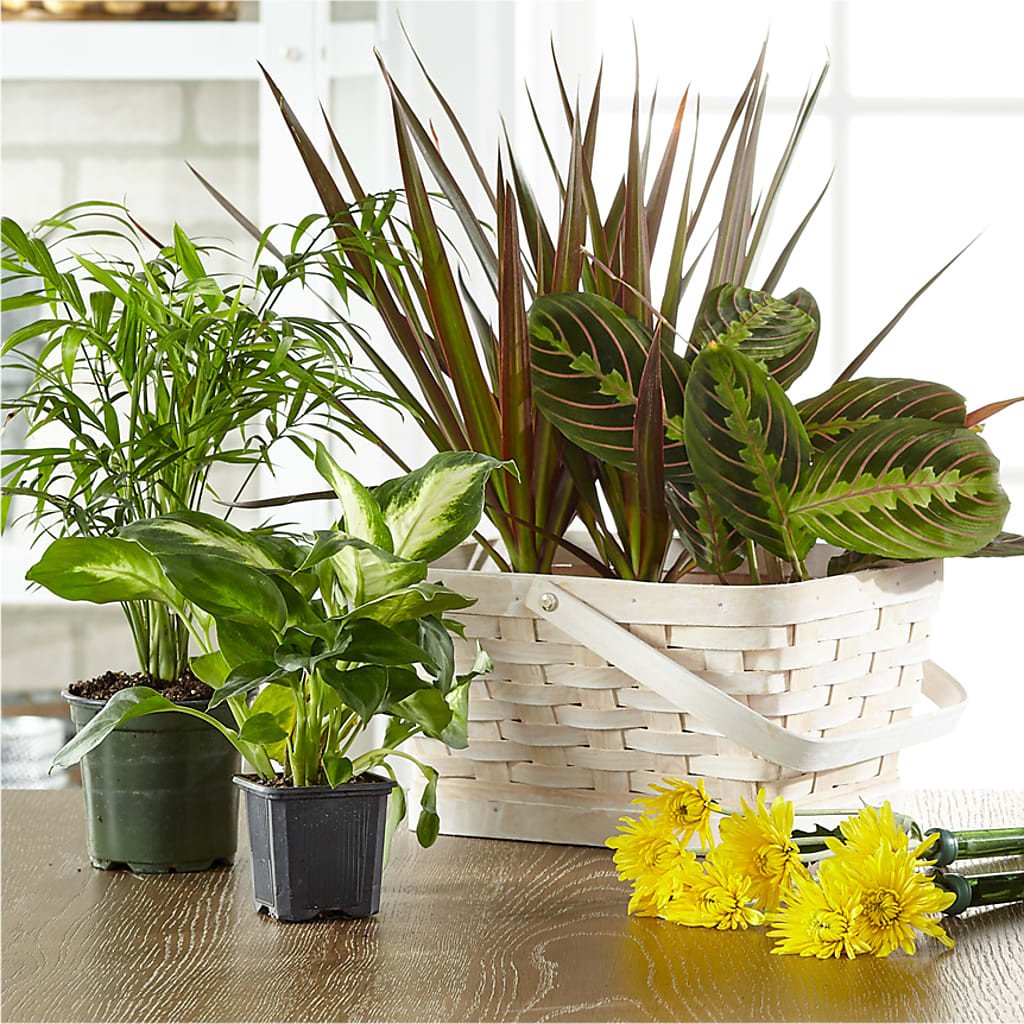 Florist Designed Blooming and Green Plants in a Basket – HORTENSIA'S FLOWERS, Carlsbad CA
