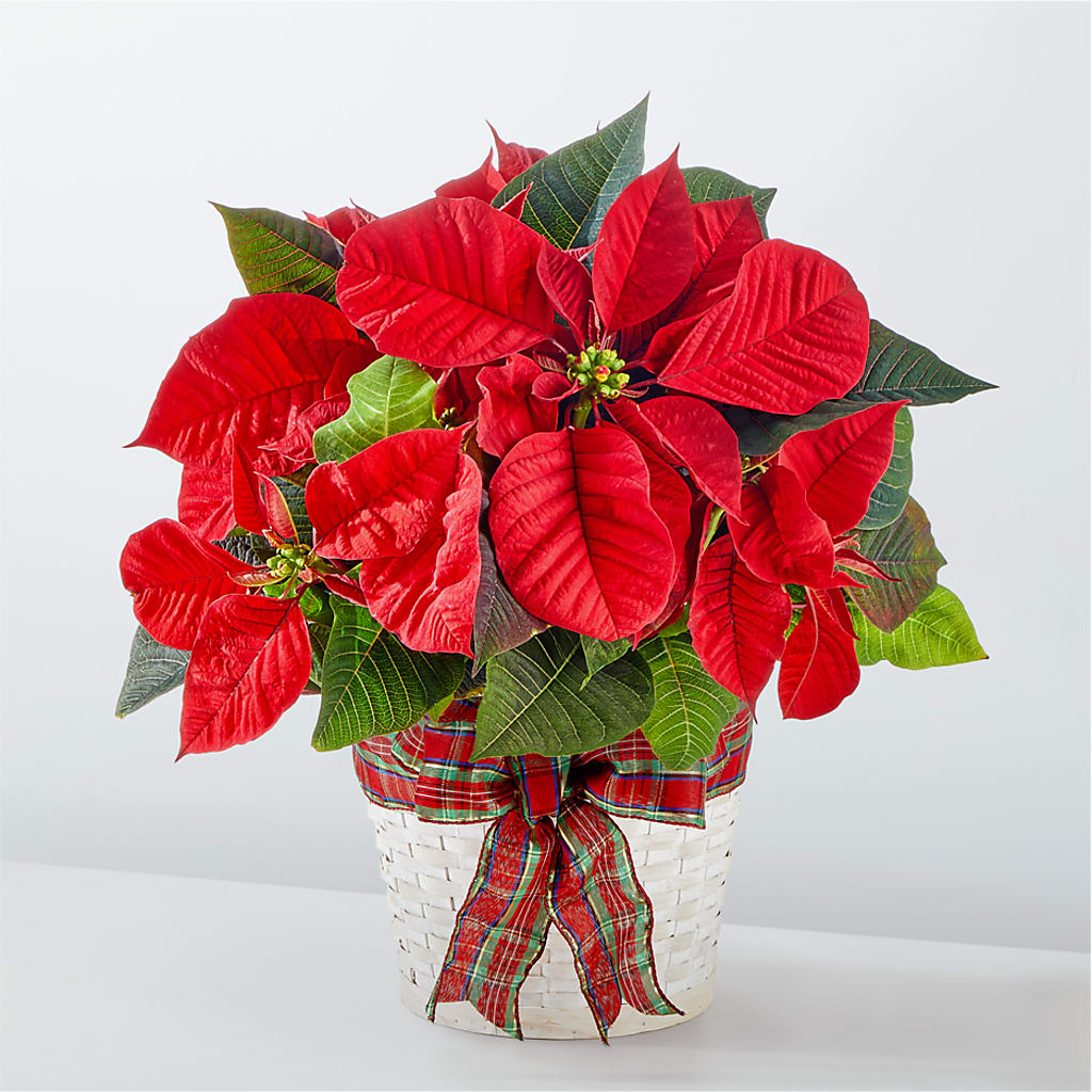 Happiest Holidays Poinsettia – HORTENSIA'S FLOWERS, Carlsbad CA