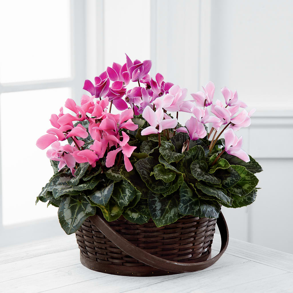 Mixed Cyclamen Planter – HORTENSIA'S FLOWERS, Carlsbad CA