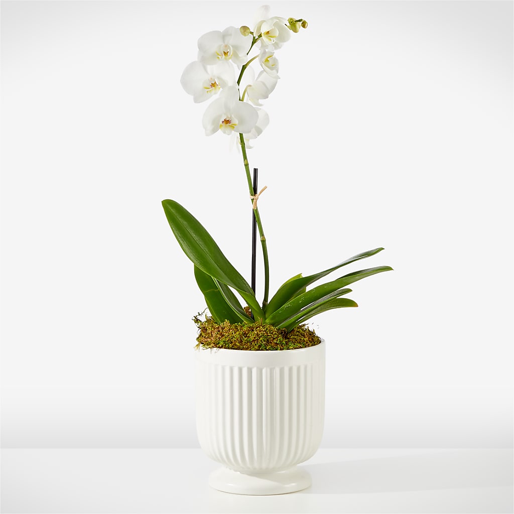 Whispering White Orchid – HORTENSIA'S FLOWERS, Carlsbad CA