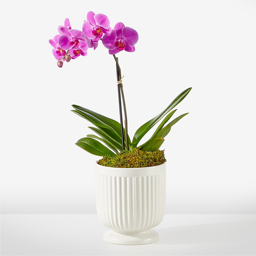 Friendly Fuchsia Orchid – HORTENSIA'S FLOWERS, Carlsbad CA