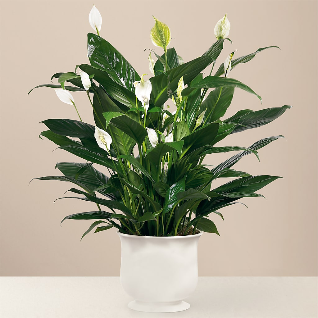 Comfort Planter – HORTENSIA'S FLOWERS, Carlsbad CA