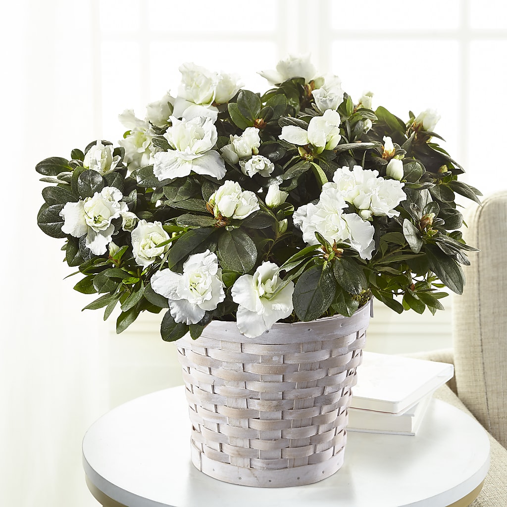 White Azalea Plant – HORTENSIA'S FLOWERS, Carlsbad CA
