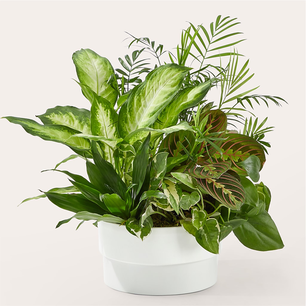 Radiating Positivity Dishgarden – HORTENSIA'S FLOWERS, Carlsbad CA
