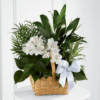 Peace & Serenity Dishgarden – HORTENSIA'S FLOWERS, Carlsbad CA