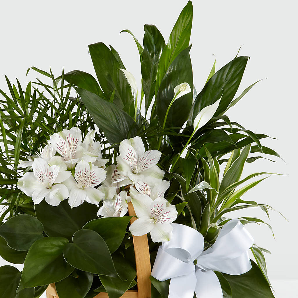 Peace & Serenity Dishgarden – HORTENSIA'S FLOWERS, Carlsbad CA
