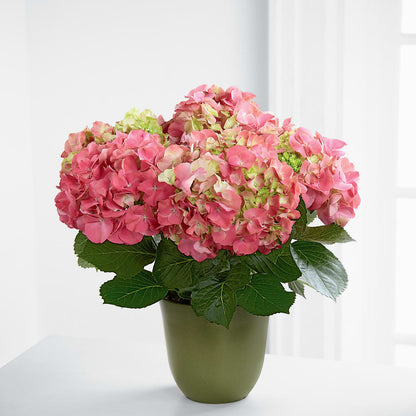 Pink Hydrangea Planter – HORTENSIA'S FLOWERS, Carlsbad CA