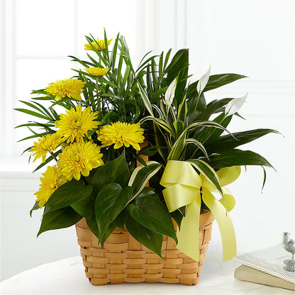 Loving Light Dishgarden – HORTENSIA'S FLOWERS, Carlsbad CA