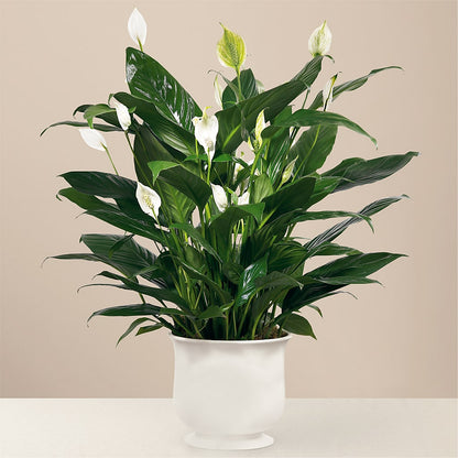 Comfort Planter – HORTENSIA'S FLOWERS, Carlsbad CA