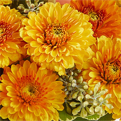 Peachy Pumpkin – HORTENSIA'S FLOWERS, Carlsbad CA
