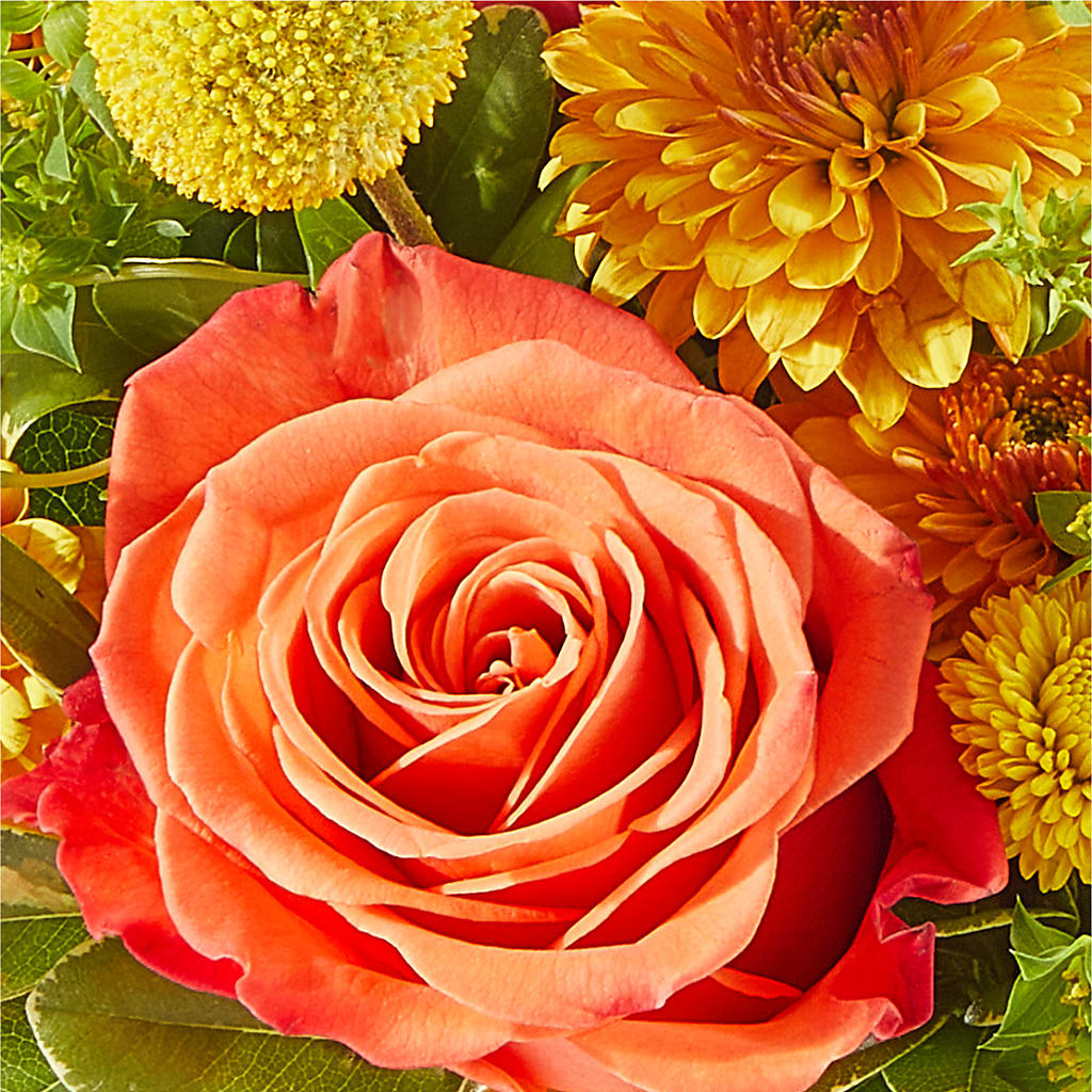 Gourdgeous Pumpkin – HORTENSIA'S FLOWERS, Carlsbad CA