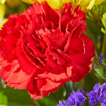 Brighter Days Bouquet – HORTENSIA'S FLOWERS, Carlsbad CA