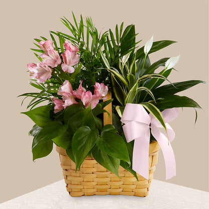 Living Spirit Dishgarden – HORTENSIA'S FLOWERS, Carlsbad CA