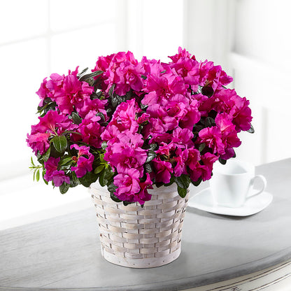 Hope & Serenity Azalea Plant – HORTENSIA'S FLOWERS, Carlsbad CA
