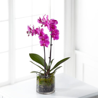 Pink Orchid Plant – HORTENSIA'S FLOWERS, Carlsbad CA