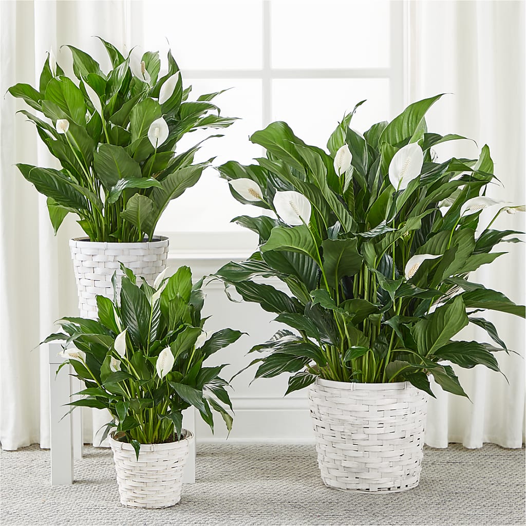 A New Leaf Peace Lily – HORTENSIA'S FLOWERS, Carlsbad CA