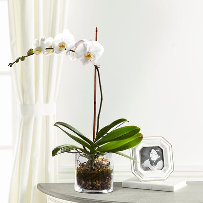 White Orchid Planter – HORTENSIA'S FLOWERS, Carlsbad CA