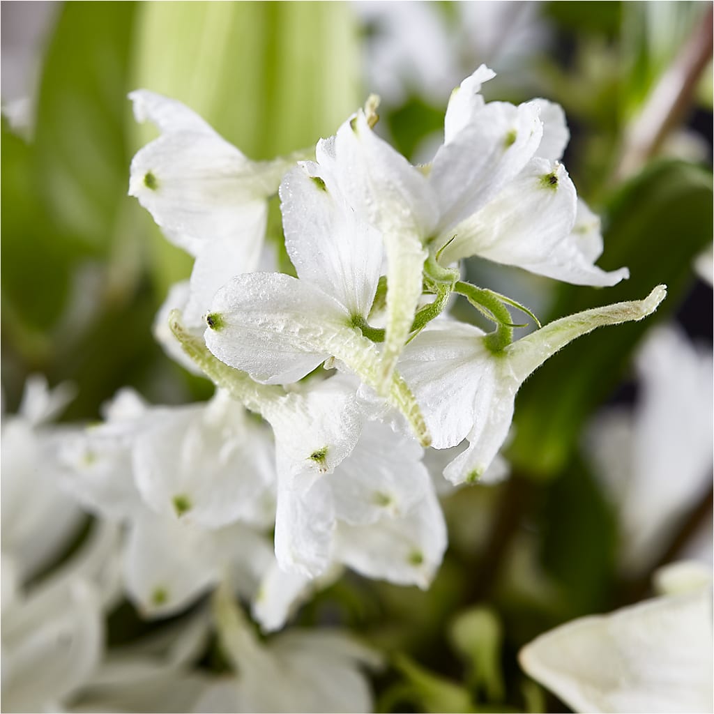 Classic Ivory – A Florist Original – HORTENSIA'S FLOWERS, Carlsbad CA